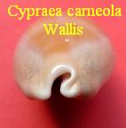 Cypraea carneola propinqua, Garret 1879 wallis